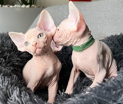 Sphynx cuccioli con pedigree - Foto 3
