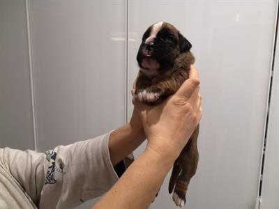 Boxer cuccioli con pedigree - Anteprima 6