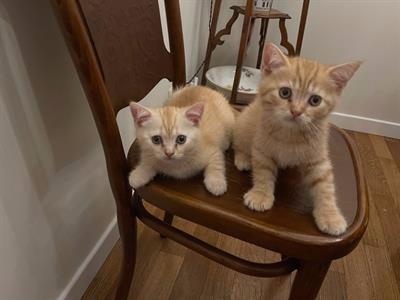 Cuccioli British Shortair con Pedigree