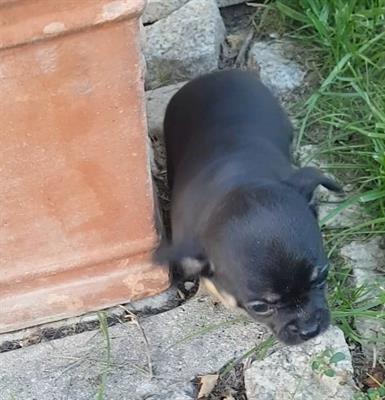 Chihuahua mini toy - Foto 6