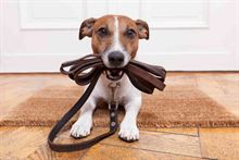 Dog-Sitter