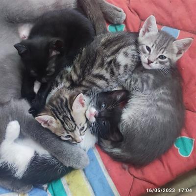 Gattini bellissimi Razza Europeo - Foto 5