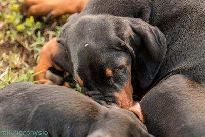 Cuccioli Razza Dobermann all. Altengarde - Foto 6