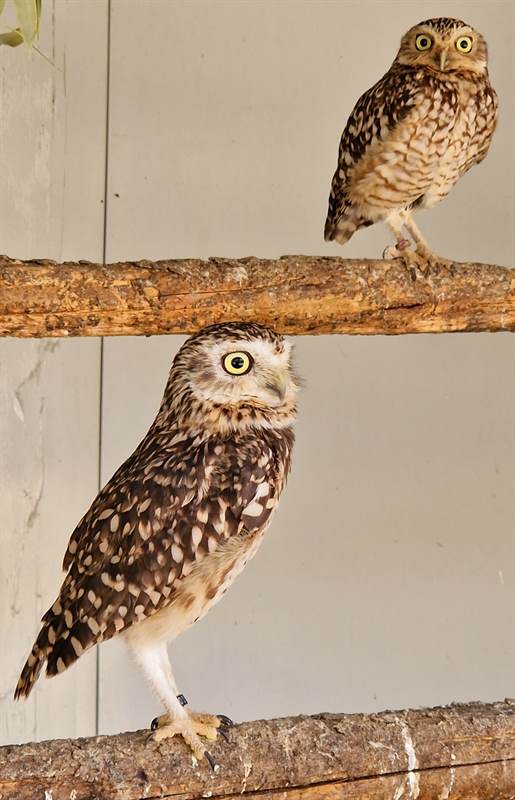 Civette delle Tane - coppie da riproduzione