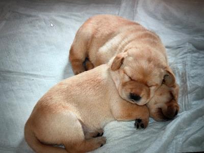 Cuccioli Razza Labrador retriever - Foto 3