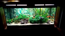 Acquario completo 170Lt acqua dolce