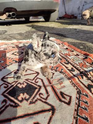 Bulldog francese lilac merle - Foto 6