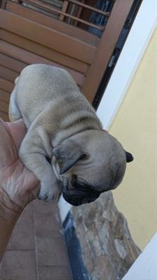 Vendo cuccioli buldog francese - Foto 6