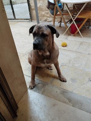 Cucciolona di cane Corso