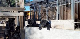 Foto 4 Cane Corso cuccioli