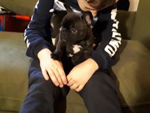 Foto 3 Bulldog Francese Cuccioli