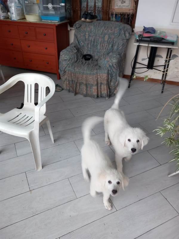 Pastore Razza maremmano abruzzese - Cani a Brescia