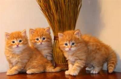 GATTINI SIBERIANI