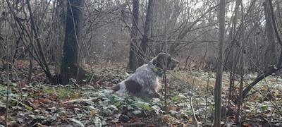 Setter Inglese Grandissimo Beccacciaio - Anteprima 1