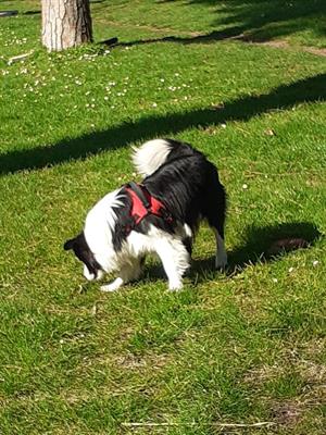 Femmina Border Collie per accoppiamento