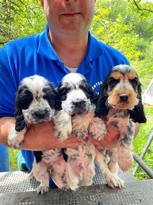 Cocker spaniel inglese