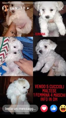 Maltese genitori visibili, in ottime condizioni - Foto 2