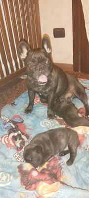 Bulldog francese - Foto 3