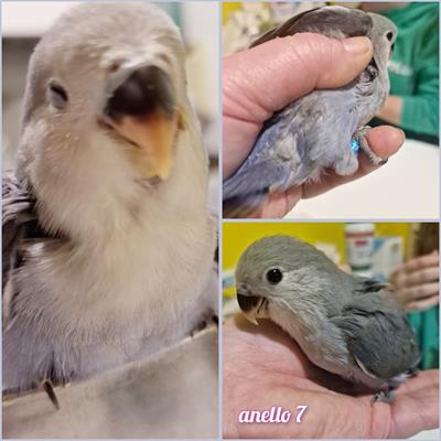 Inseparabili Roseicollis allevati a mano