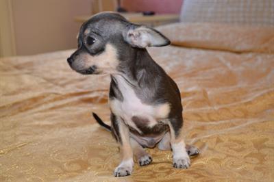 Cucciolo Chihuahua Pedigree ENCI
