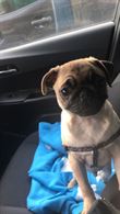 Cane carlino