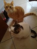 Regalo gatti adulti