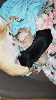 Cuccioli di Razza chihuahua chiwawa ciwawa ciuaua toy - Foto 5