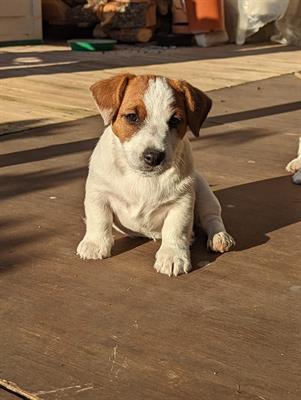 Cuccioli di Razza Jack Russell - Foto 2