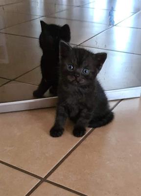 Scottish black smoke disponibile