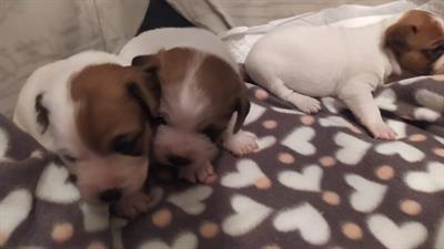 Cuccioli di jack russel puri - Foto 2