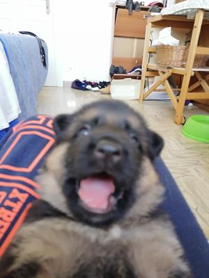Cuccioli Pastore Tedesco