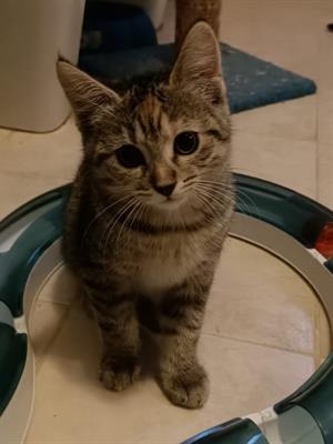Due bellisssimi micini