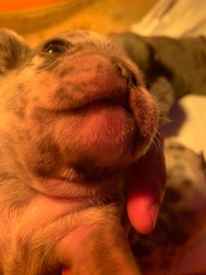 Bulldog francese esotico - Foto 4