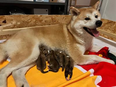 Cuccioli Razza Akita Inu - Foto 4