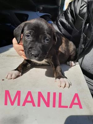 Manila 2 Mesi Taglia Media
