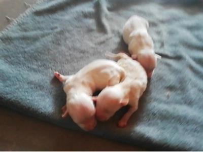 Cuccioli Maltesi - Foto 2