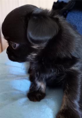 Cuccioli pedigree ENCI