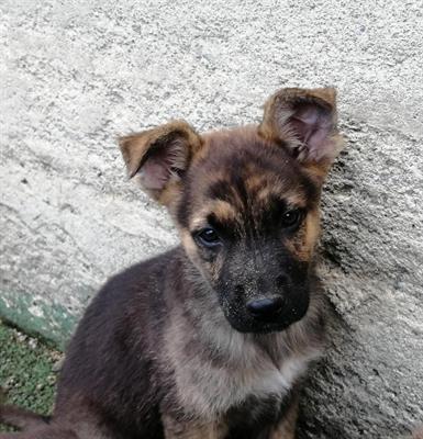 Fantastici Cuccioli Pastore Tedesco/PitBull