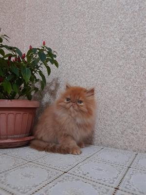 Maschietti red tabby face doll