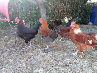 Galli giovani MARANS