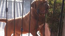 Cucciolata di Dogue de Bordeaux