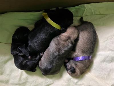 Vendita cuccioli carlini