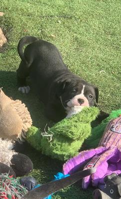 Stupendi cuccioli american bully