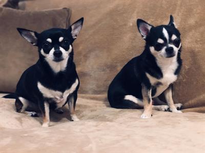 Chihuahua - Foto 6