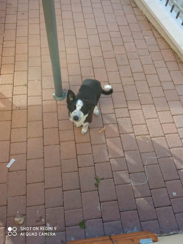 Border Collie