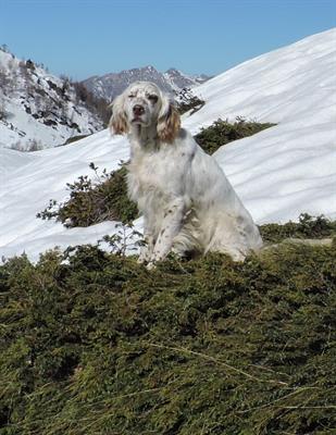 CUCCIOLI SETTER INGLESE DISPONIBILI