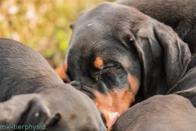 Cuccioli Razza Dobermann all. Altengarde - Foto 4