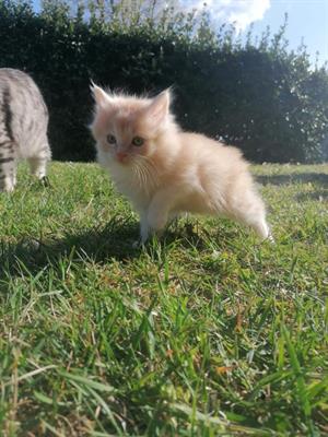 Kurilian Bobtail