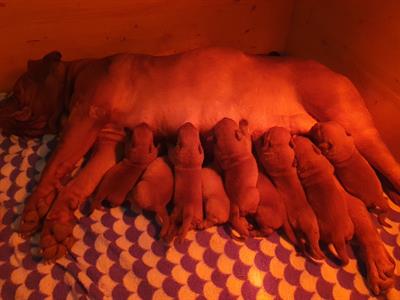 Cuccioli dogue de bordeaux
