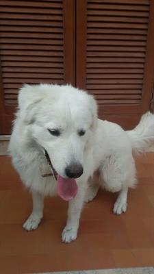 Cane incrocio maremmano /montagna dei pirenei anni 2